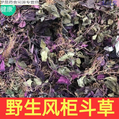 福建野生风柜斗草 从红杆小叶到酸楮头红的草药传奇